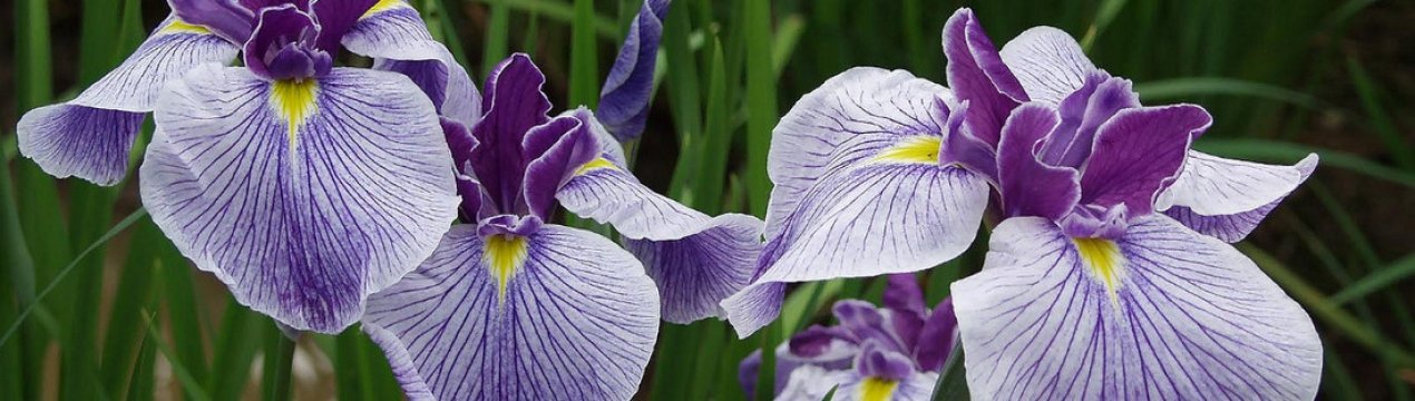 Опис квітки ірису