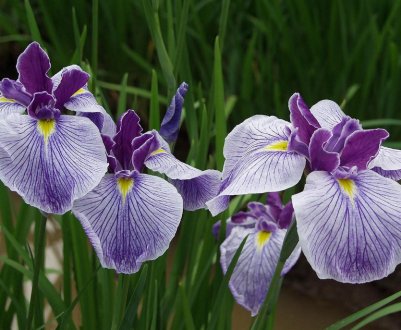 Опис квітки ірису