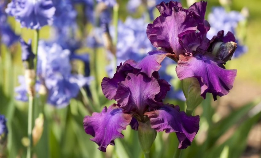 Бородатий ірис