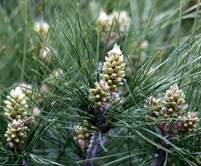 Опис соснового сімейства