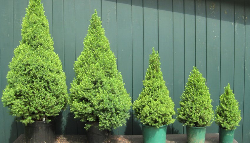 Ялина Канадська Коніка Ялина Канадська Коніка