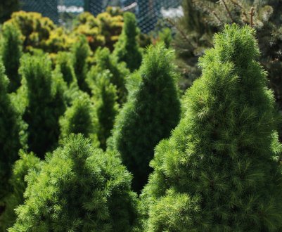 Кращі сорти ялин для ландшафтного дизайну