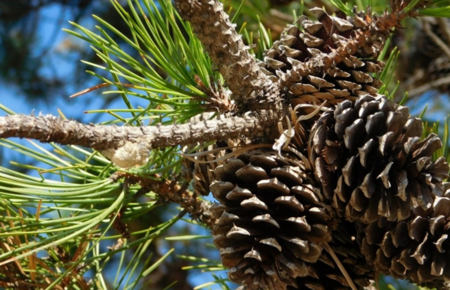 Соснове сімейство: як швидко і скільки років зростає, умови життя ...