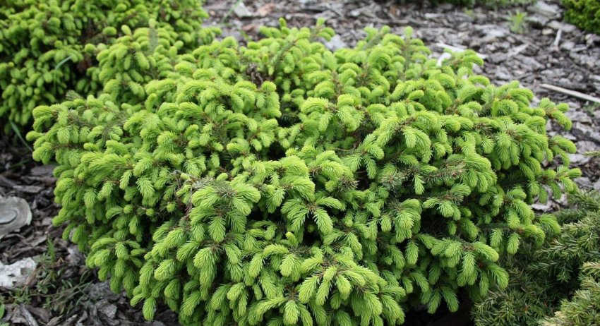 Ялина сорти Нидиформис Ялина сорти Нидиформис