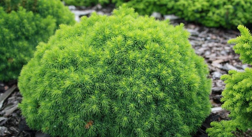 Ялина декоративна Альберта Глоб Ялина декоративна Альберта Глоб