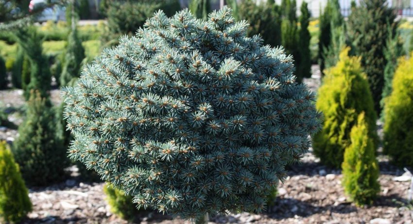 Декоративна ялина Блю Перл Декоративна ялина Блю Перл