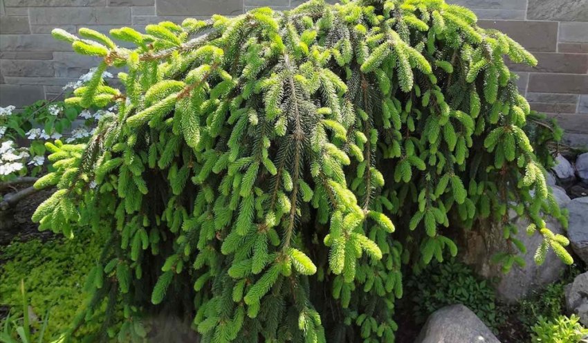 Стелиться ялина Форманек Стелиться ялина Форманек