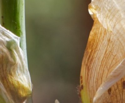 Чому гладіолуси в'януть не розцвілі