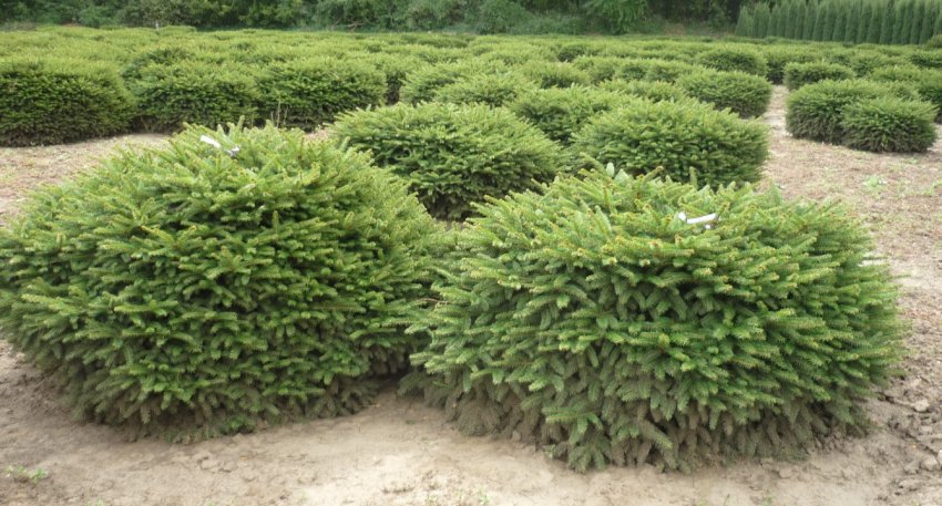 Декоративні ялинки сорти Нидиформис Декоративні ялинки сорти Нидиформис