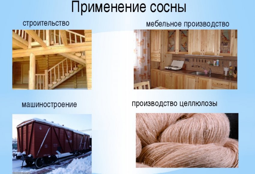 Застосування сосни