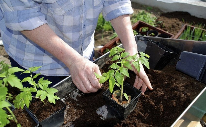 Розсада томатів