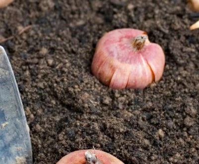 Посадка гладіолусів навесні: особливості і правила