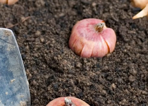 Посадка гладіолусів навесні: особливості і правила