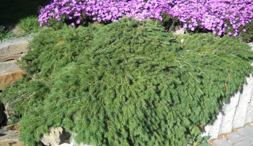 Плакуча ялина Форманек Плакуча ялина Форманек