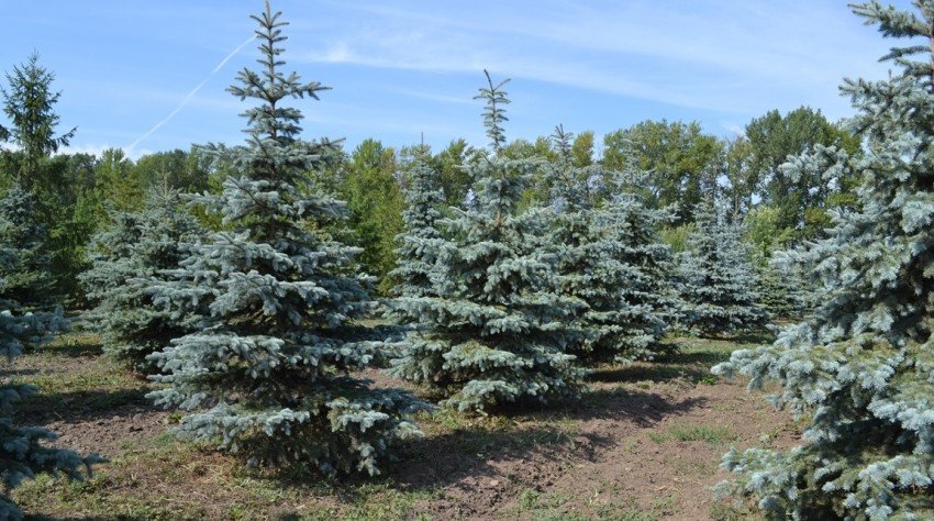 Їли Глаука Їли Глаука