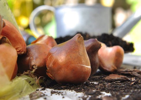 Підготовка до посадки тюльпанів