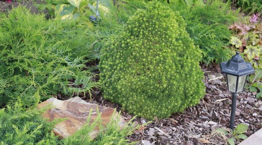 Їли Альберта Глоб Їли Альберта Глоб