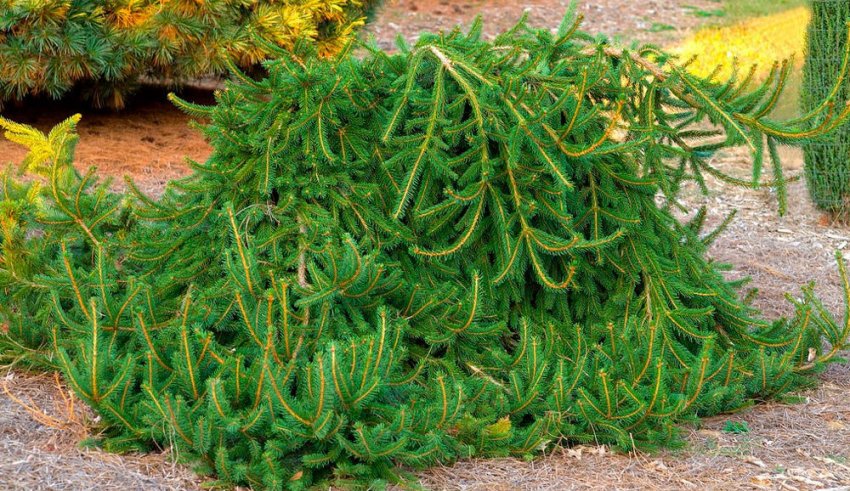 Плакуча ялина Фробург Плакуча ялина Фробург