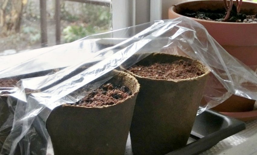 Посів насіння під плівку