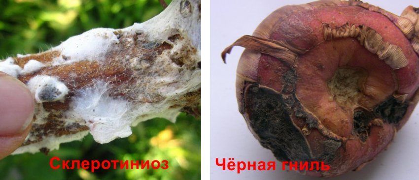 засыхают гладиолусы что делать. Смотреть фото засыхают гладиолусы что делать. Смотреть картинку засыхают гладиолусы что делать. Картинка про засыхают гладиолусы что делать. Фото засыхают гладиолусы что делать