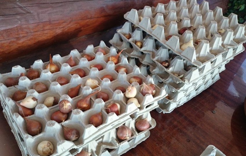 Зберігання цибулин Зберігання цибулин