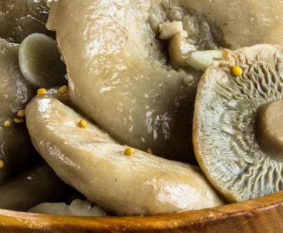 Засолювання груздів на зиму