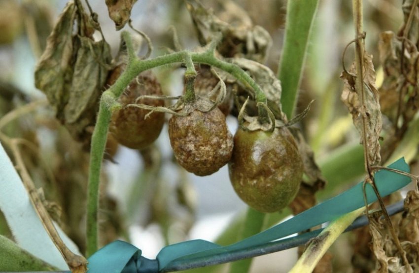Фітофтороз томатів