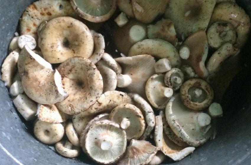 Вибір груздів Вибір груздів