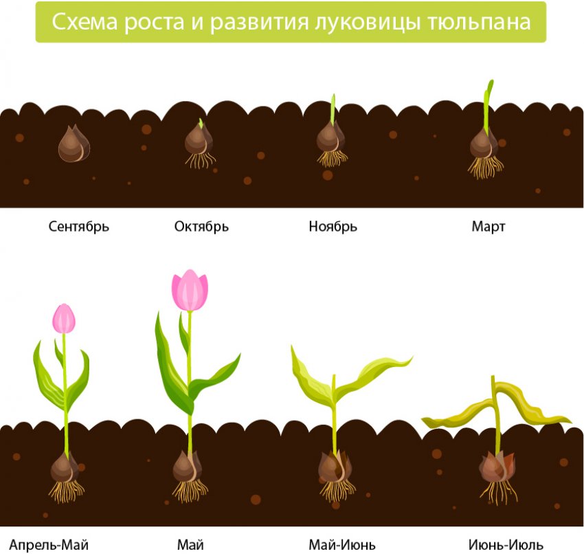 Схема роста и развития луковиц тюльпана