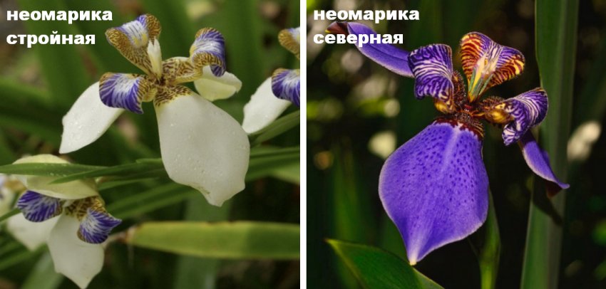 Види неомарики