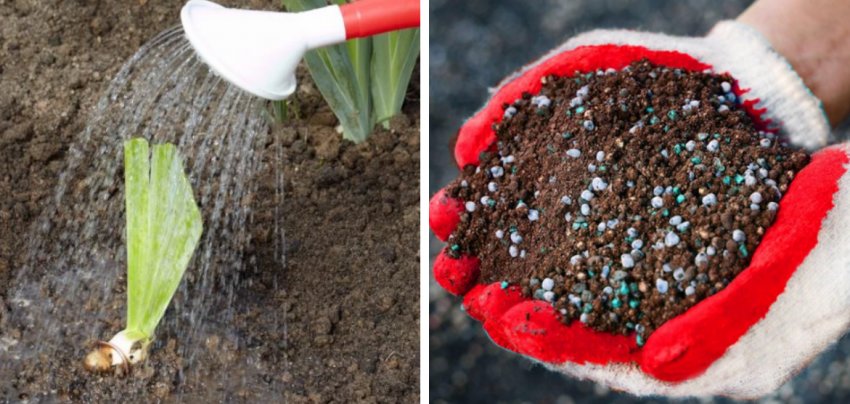 Полив і підгодівля ірисів