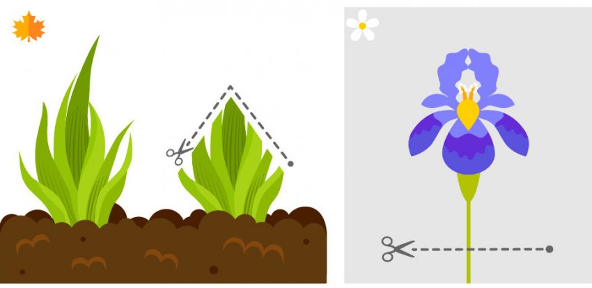 Обрізка ірисів