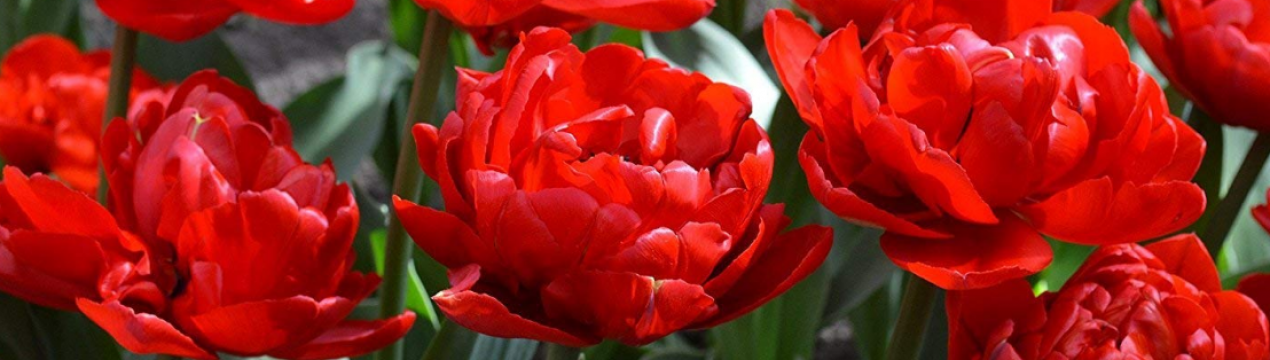 Тюльпан Міранда і його особливості