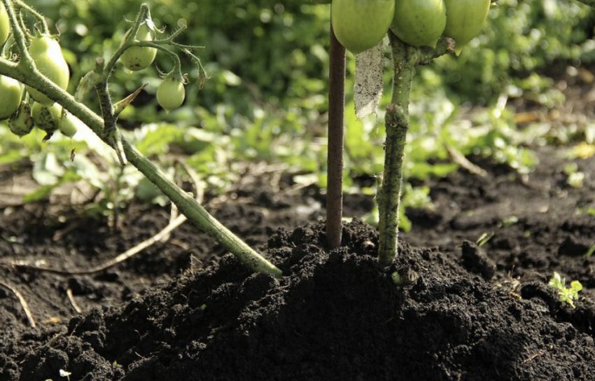 Підгортання томатів