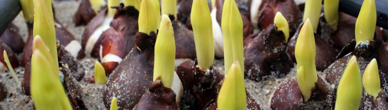 Як передчасно виростити тюльпани: вигонка квітів в домашніх умовах