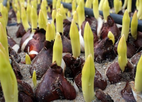 Як передчасно виростити тюльпани: вигонка квітів в домашніх умовах