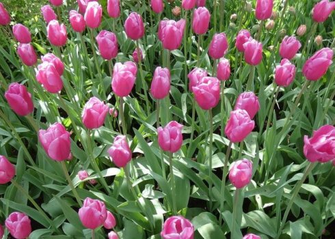 Тюльпан Jumbo Pink: опис і особливості вирощування