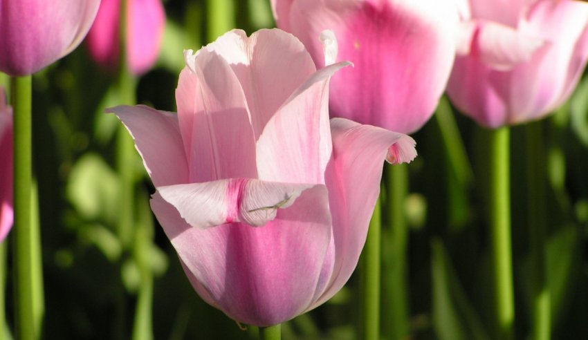 Тюльпан Jumbo Pink