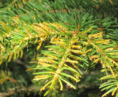 Пожовтіння голок ялинки — що робити