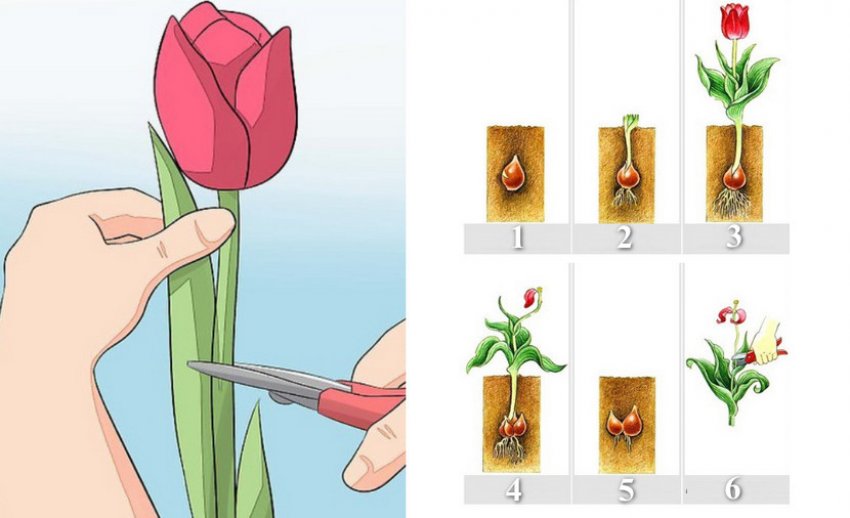 Обрезка тюльпанов
