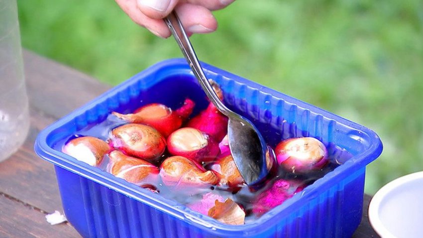 Обробка цибулин перед посадкою