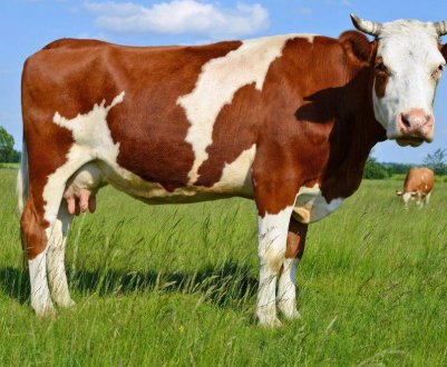 Які бувають породи корів