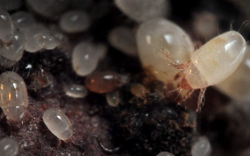 Кореневої цибулевий кліщ