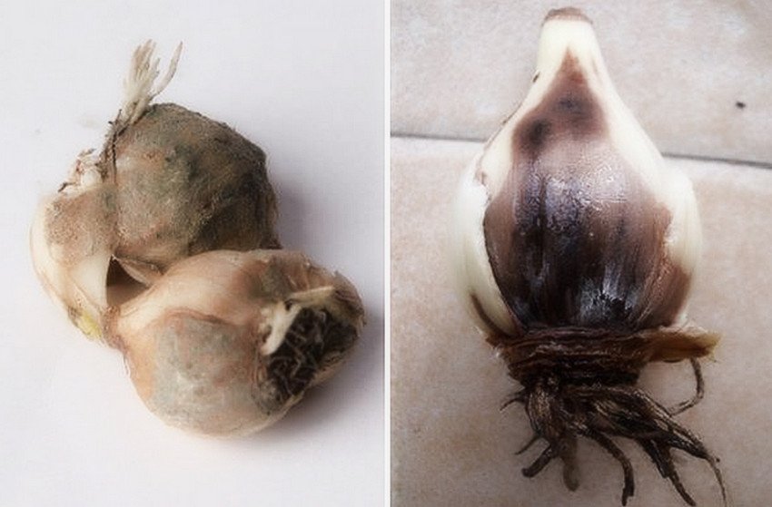 Сіра гниль цибулин тюльпанів