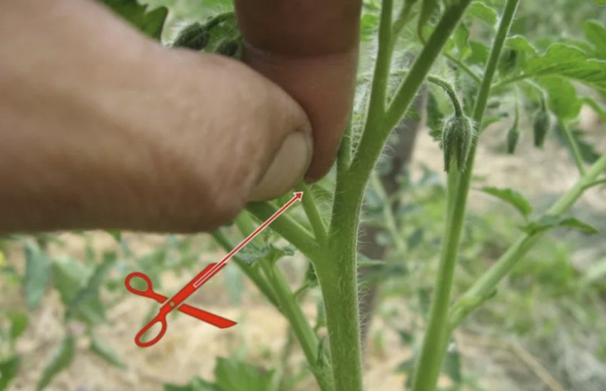 Пасинкування помідорів