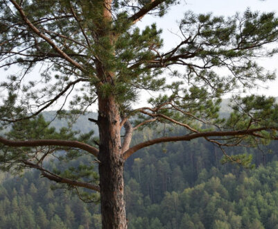 Застосування сосни, її користь і шкода