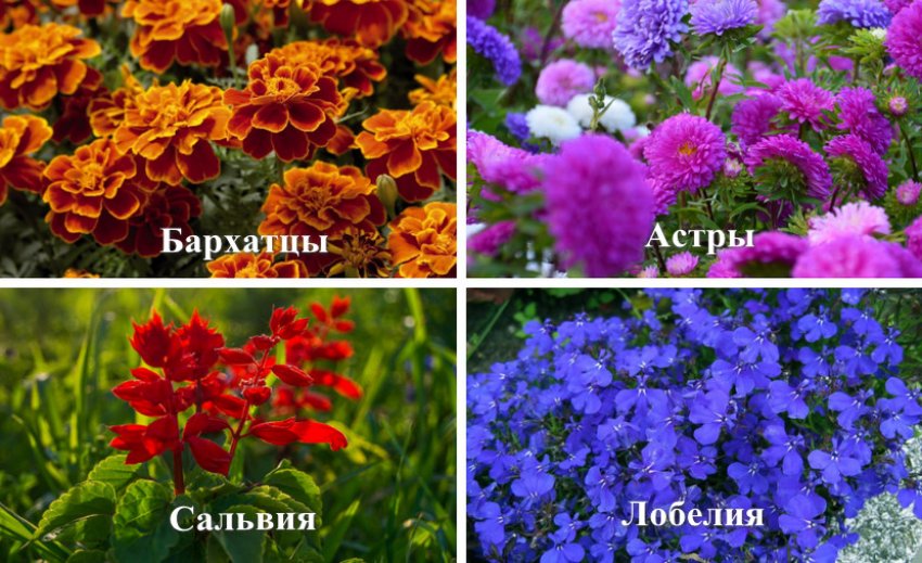 Цветы, которые можно посадить после тюльпанов