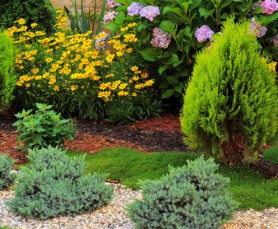 Відмітні якості туї та ялівцю