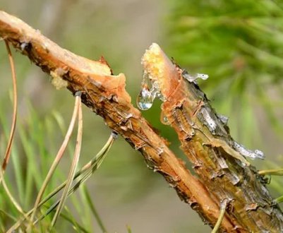 Корисні властивості і застосування соснової смоли