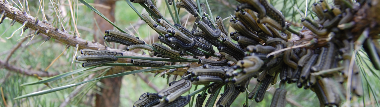 Шкідники сосни у вигляді гусениць